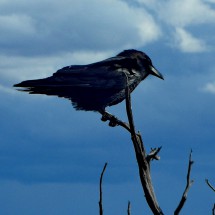 Raven in White Rock